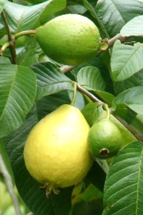 Guava Tree - Psidium Guajava