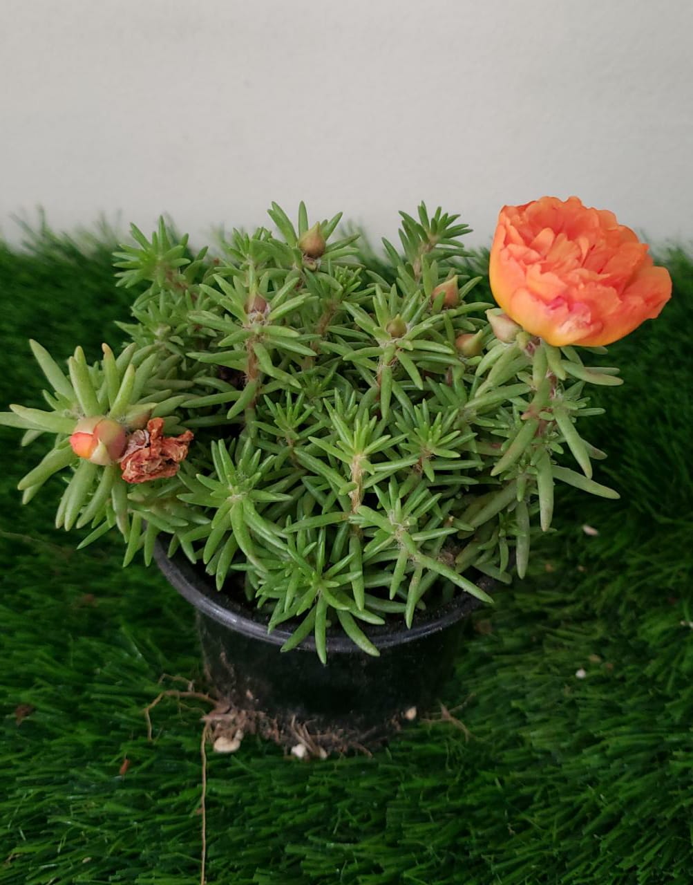Moss  Rose - Outdoor Flowering Plant
