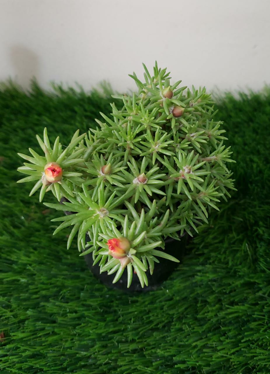 Moss  Rose - Outdoor Flowering Plant