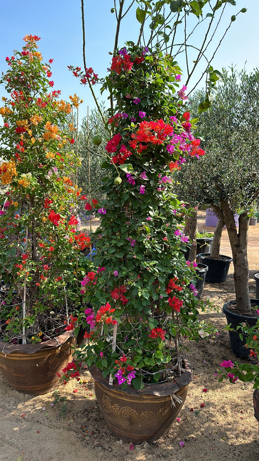 Mix Bougainvillea - Cone shape - Flowering Plant