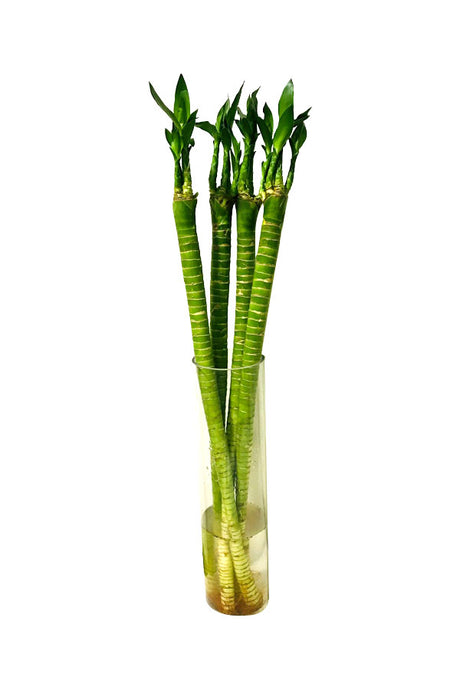 Tiger Bamboo in Glass Vase – Dracaena Sanderiana for Indoor Decor and Good Luck