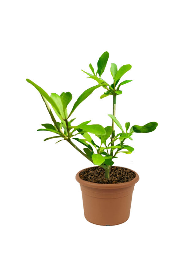 Wild Jasmine (Clerodendrum Inerme) - Jasminum Fruticans Outdoor Flowering Plant with Fragrant White Blooms