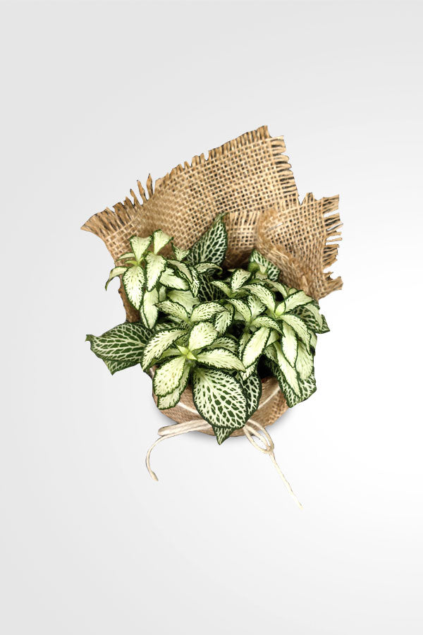 Women's Day & Mother's Day Gift-Fittonia-The Nerve  With Wrap
