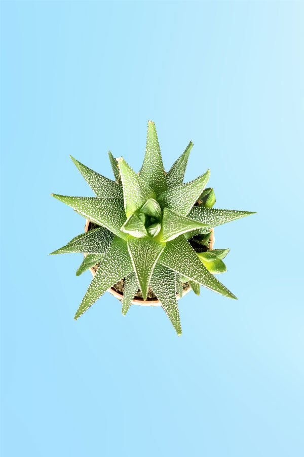 Women's Day & Mother's Day Gift -Haworthia With Designing Pot