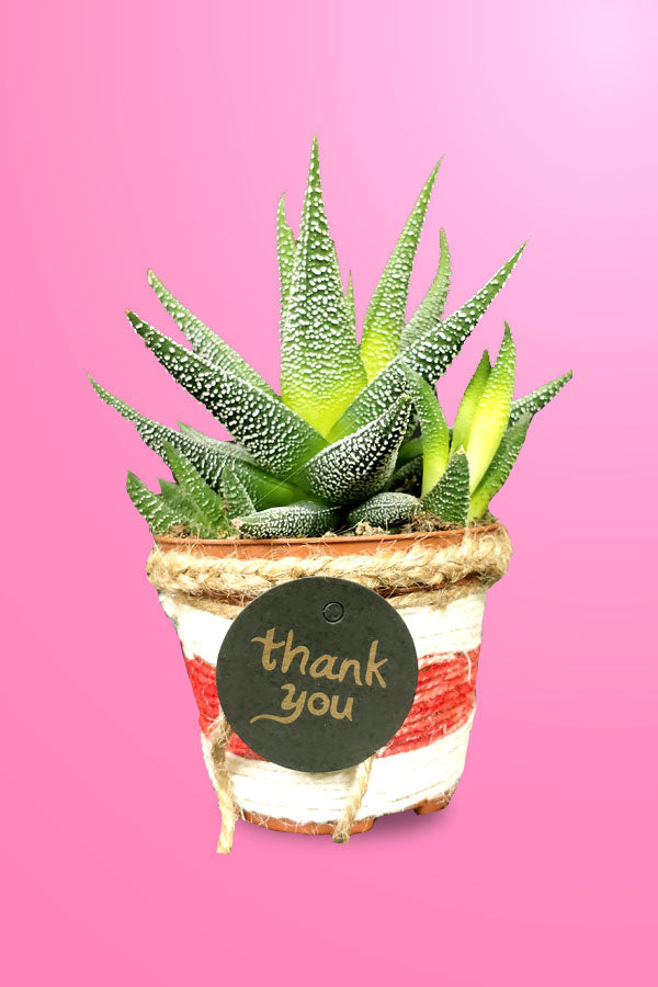 Women's Day & Mother's Day Gift -Haworthia With Designing Pot