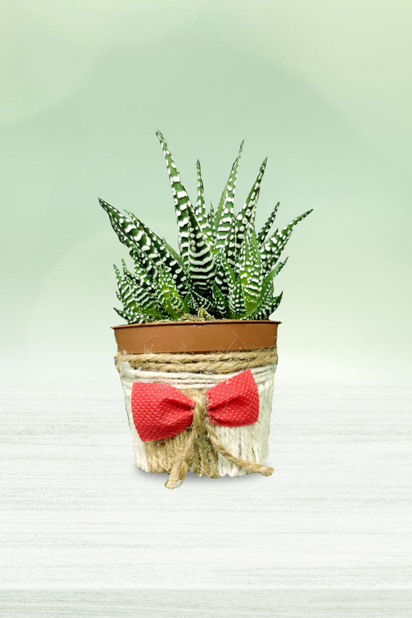 Women's Day & Mother's Day Gift-Haworthia with Designing Pot