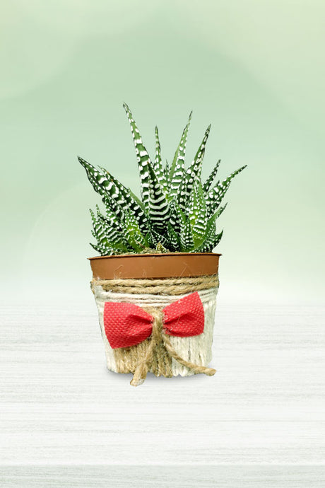 Women's Day & Mother's Day Gift-Haworthia with Designing Pot