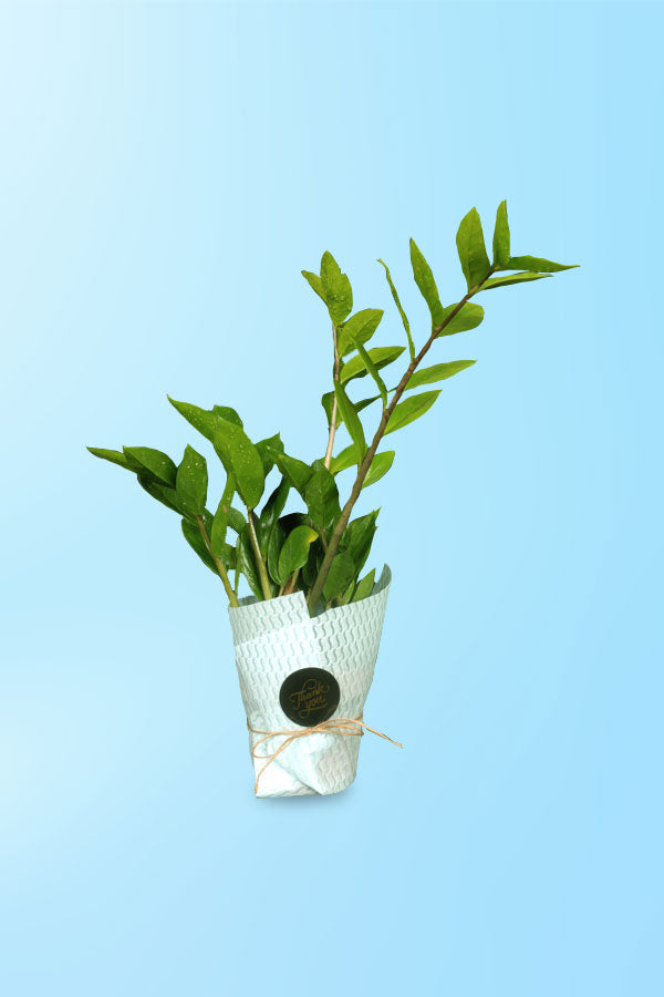 Women's Day & Mother's Day Gift-Zamioculcas Zamiifolia With Wrap