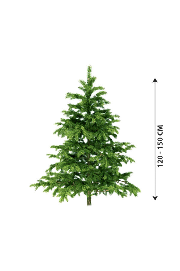 Christmas Tree -Nordmann Fir Holland Indoor Tall Plant- 7-10-Ft
