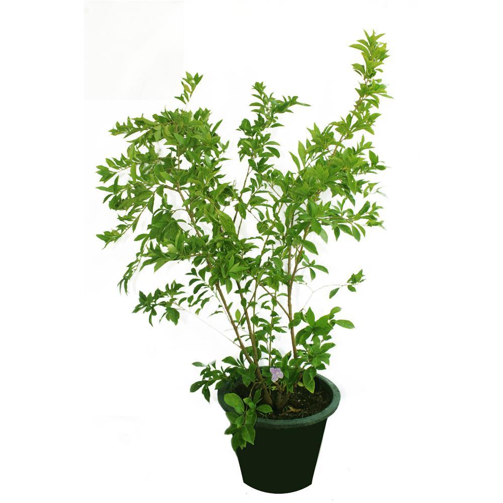 Yesterday, Today, Tomorrow - Brunfelsia Grandiflora with Color-Changing Flowers in Outdoor Garden