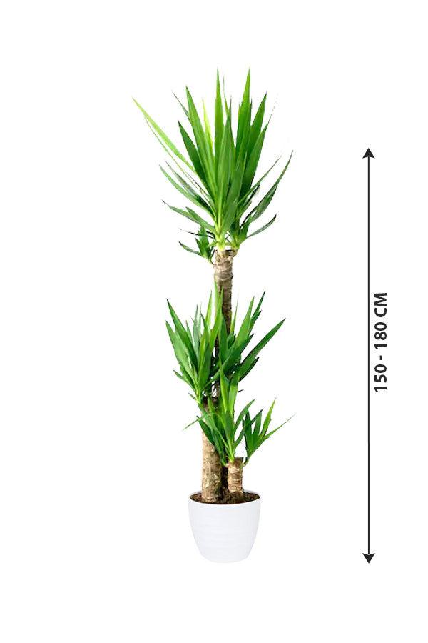 Yucca - Air Purifying Indoor Plant