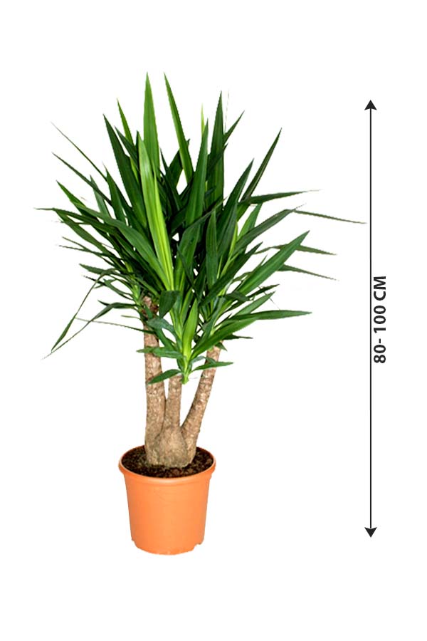 Yucca Branched - Air Purifying Indoor Plant