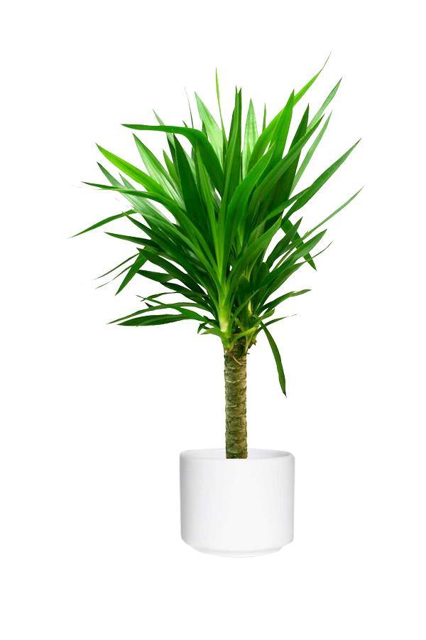Yucca Elegans Green Outdoor Shrub Plant with Long Green Leaves for Garden and Landscape