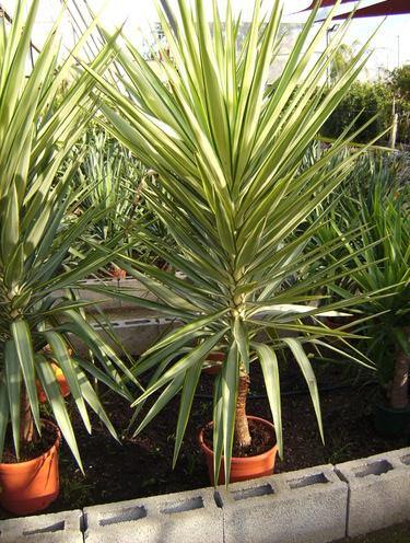 Yucca Jewel Variegated Outdoor Plant with Green and Yellow Variegated Leaves for Garden and Landscape