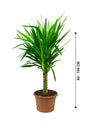 Yucca Elegans Green-Summer Plant - Yucca Elegans Green-Summer Plant - Plantsworld.ae
