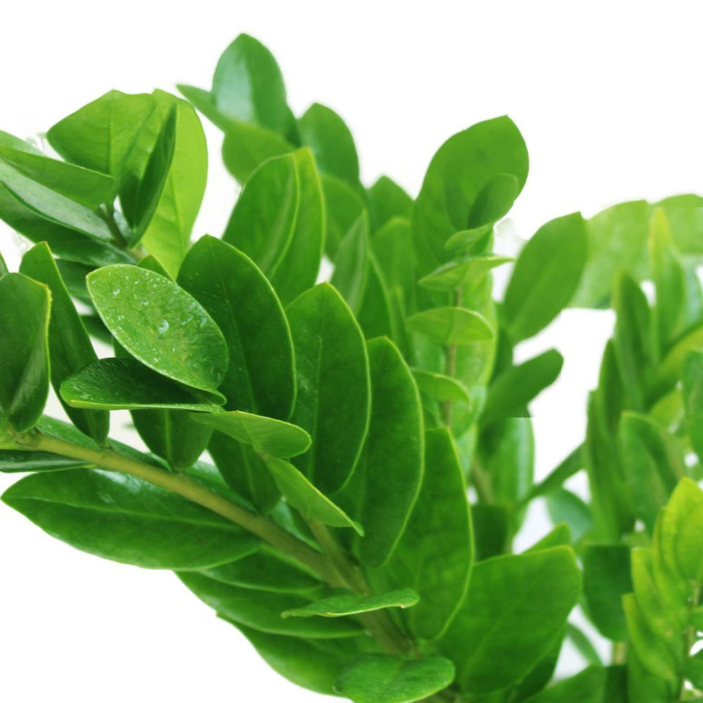 Zamioculcas Zamiifolia - ZZ Plant - "Zanzibar Gem" - "Welcome Plant" - Plantsworld.ae - {{ varient.name }}