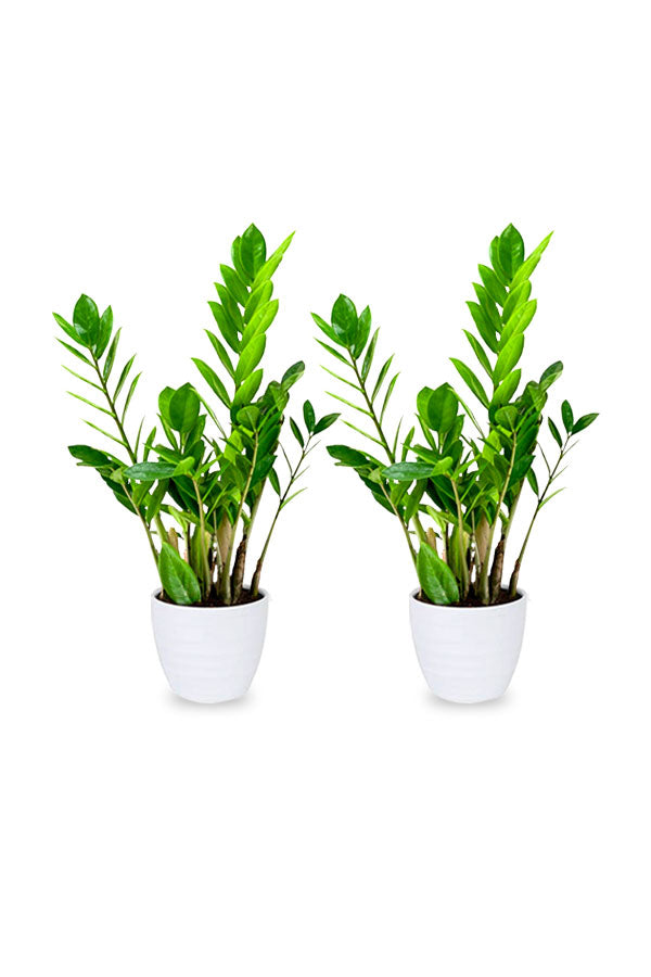 Buy One Get One Free Philodendron Small Air Purifying Indoor Plant - PlantsWorld.ae