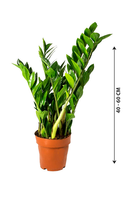 Zamioculcas Zamiifolia - ZZ Plant - Zanzibar Gem