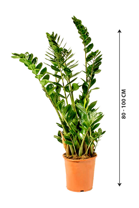 Zamioculcas Zamiifolia - ZZ Plant - Zanzibar Gem