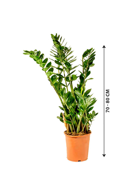 Zamioculcas Zamiifolia - ZZ Plant - Zanzibar Gem
