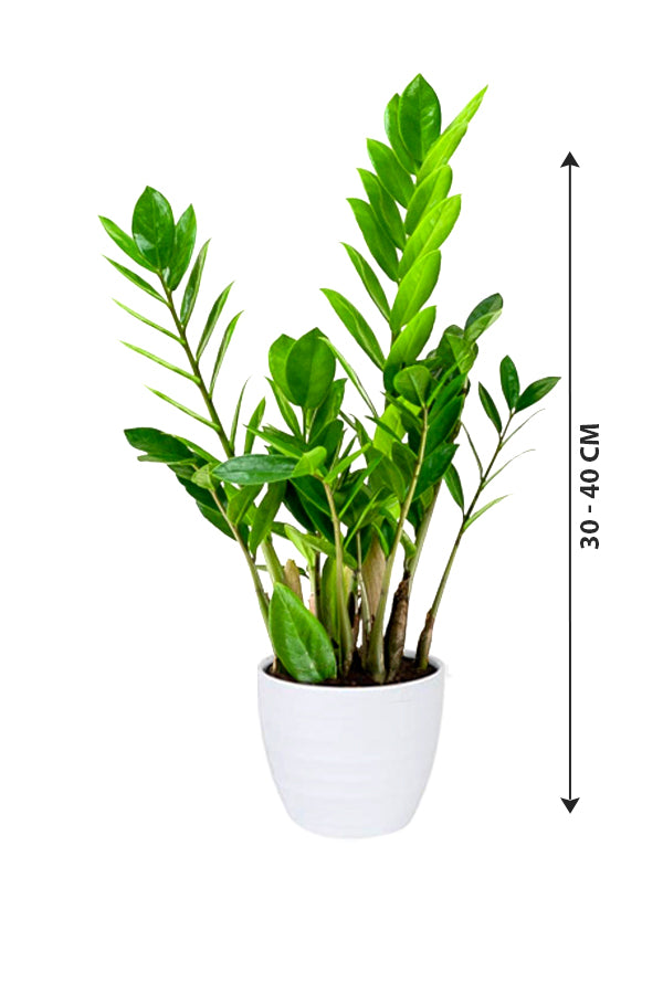 Zamioculcas Zamiifolia - ZZ Plant - Zanzibar Gem