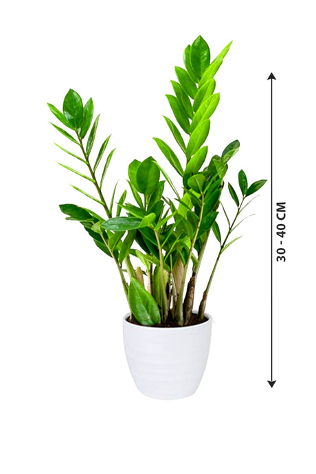 Zamioculcas Zamiifolia - ZZ Plant - Zanzibar Gem