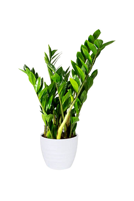 ZZ Plant – Zamioculcas Zamiifolia with shiny green foliage in a modern indoor pot.