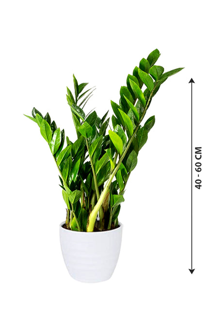 Zamioculcas Zamiifolia - ZZ Plant - Zanzibar Gem