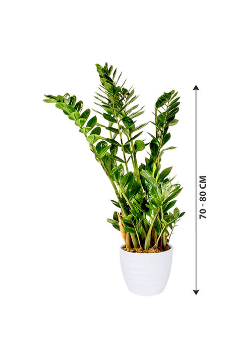 Zamioculcas Zamiifolia - ZZ Plant - Zanzibar Gem