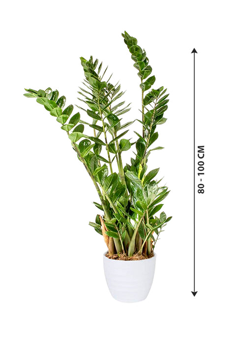 Zamioculcas Zamiifolia - ZZ Plant - Zanzibar Gem
