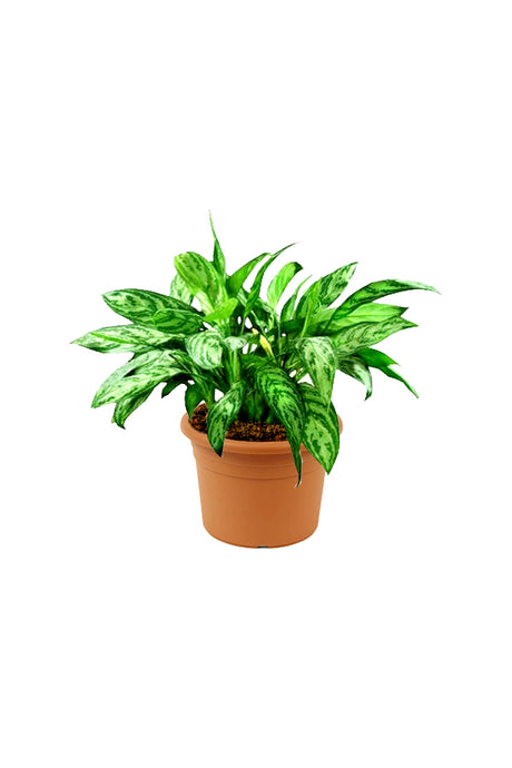 Aglaonema Maria - Chinese Evergreen Indoor Plants