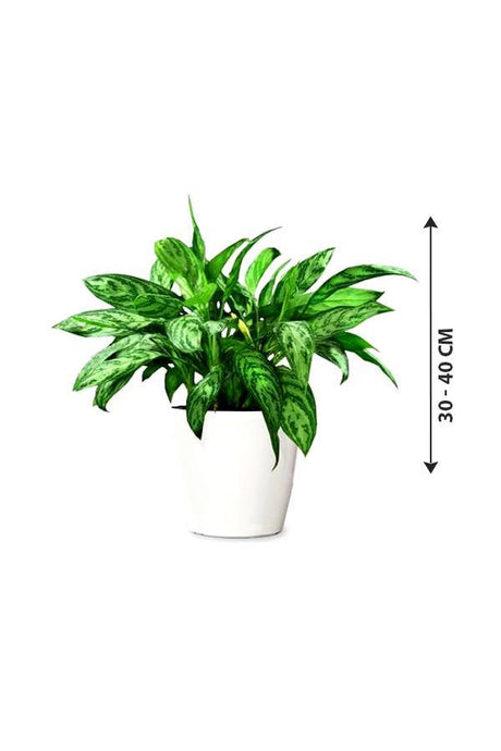 Aglaonema Maria - Chinese Evergreen Indoor Plants - Aglaonema Maria - Chinese Evergreen Indoor Plants - Plantsworld.ae