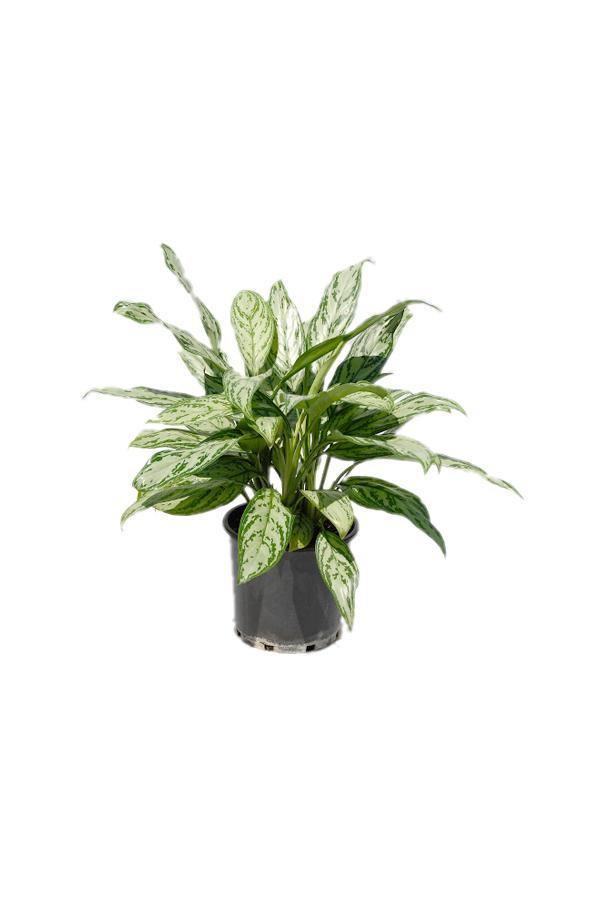 Aglaonema Silver Queen - Chinese Evergreen Plant - Aglaonema Silver Queen - Chinese Evergreen Plant - Plantsworld.ae
