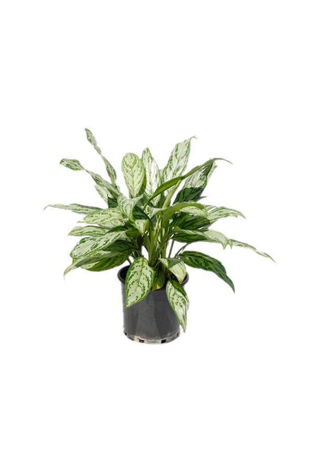 Aglaonema Silver Queen - Chinese Evergreen Plant - Aglaonema Silver Queen - Chinese Evergreen Plant - Plantsworld.ae