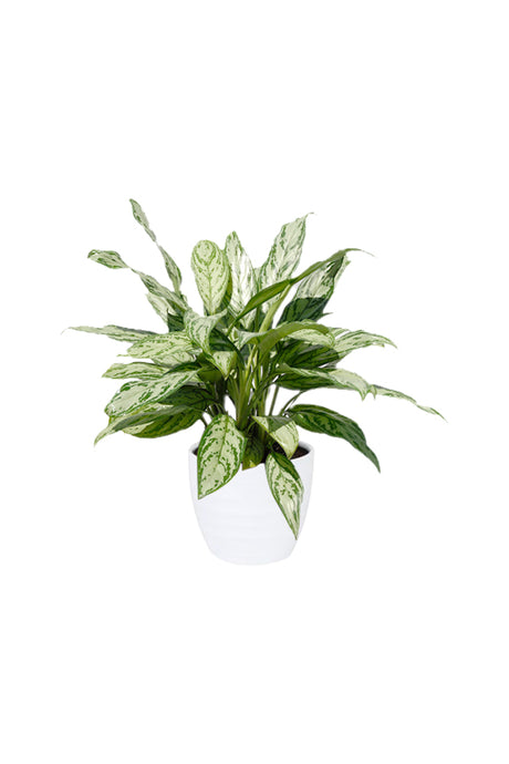 Aglaonema Silver Queen - Chinese Evergreen Plant in a decorative pot, showcasing its silver-green leaves. An ideal indoor plant for air purification and style.