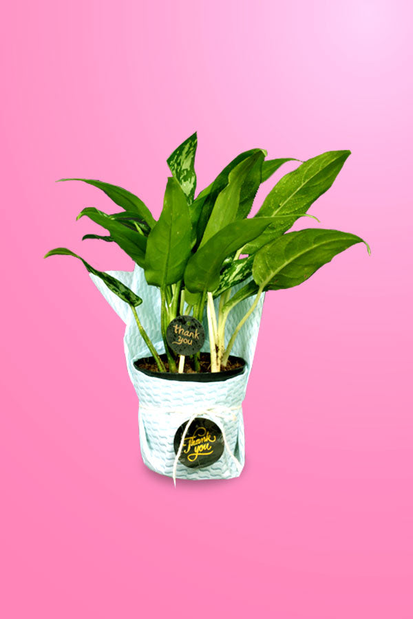 Women's Day & Mother's Day Gift -Aglonima mariya With Wrap