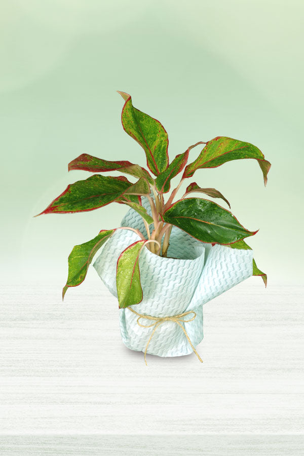 Women's Day & Mother's Day Gift-Aglaonema Red With Wrapped