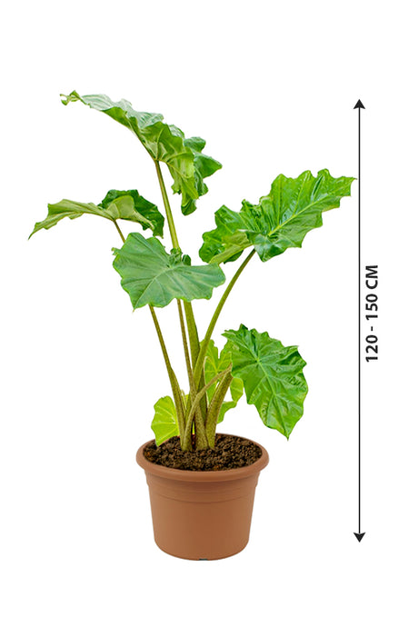 Alocasia California - Non Flowering Elephant Ear Plant