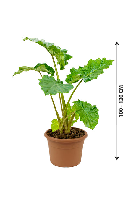 Alocasia California - Non Flowering Elephant Ear Plant