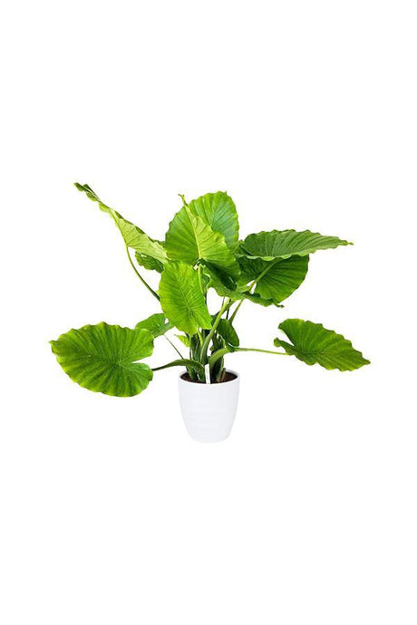 Alocasia California - Non Flowering Elephant Ear Plant - Alocasia California - Non Flowering Elephant Ear Plant - Plantsworld.ae