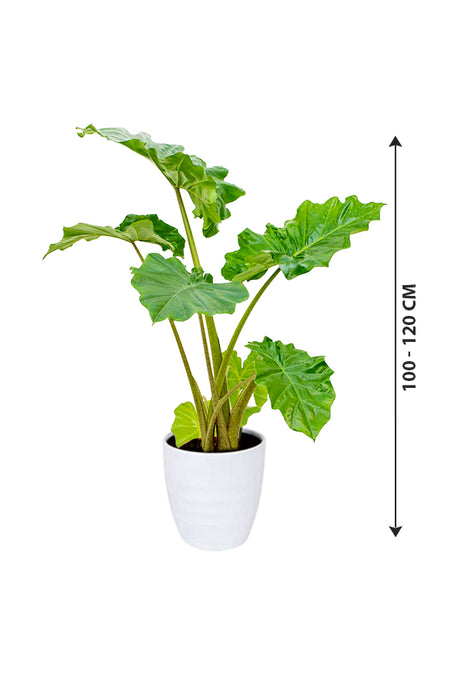 Alocasia California - Non Flowering Elephant Ear Plant