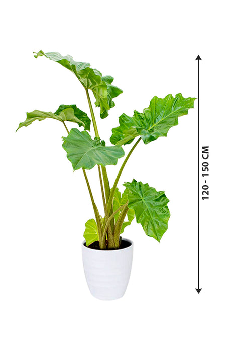Alocasia California - Non Flowering Elephant Ear Plant