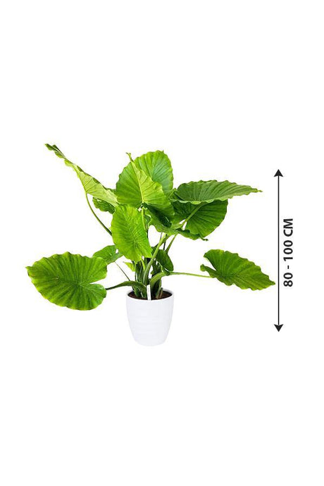 Alocasia California - Non Flowering Elephant Ear Plant - Alocasia California - Non Flowering Elephant Ear Plant - Plantsworld.ae