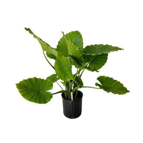 Indoor plants online in dubai-uae-Alocasia California - Non Flowering Elephant Ear Plant
