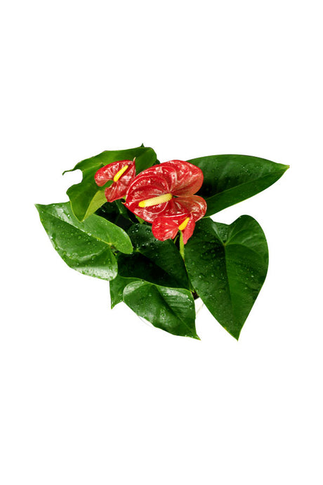 Anthurium - Flamingo Flower
