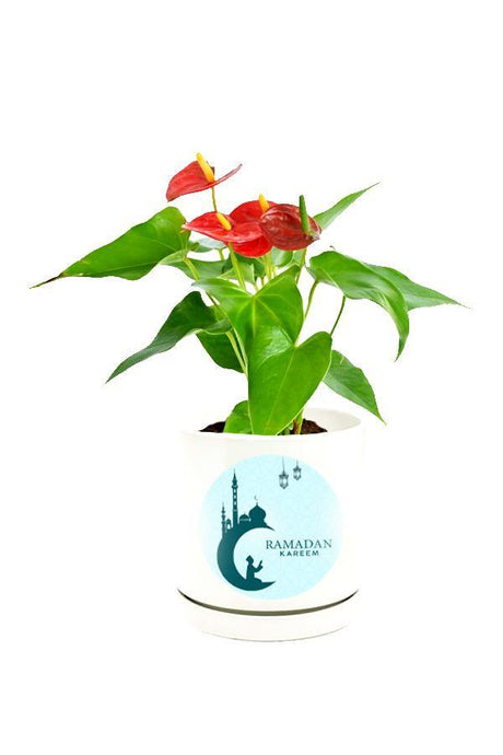 Anthurium Red Plant  in a Customized White Pot.