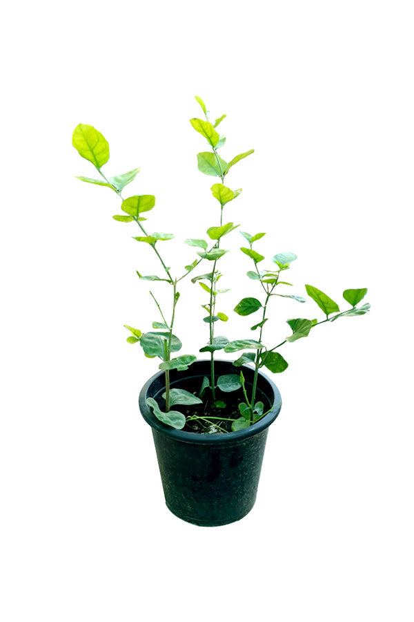 Arabian Jasmine - Jasminum Sambac