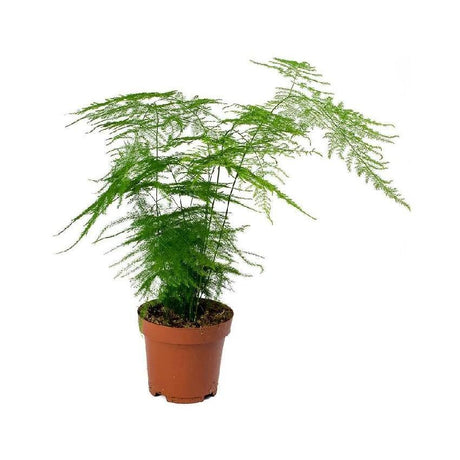 Indoor plants online in dubai-uae-Asparagus Setaceus - Climbing Asparagus