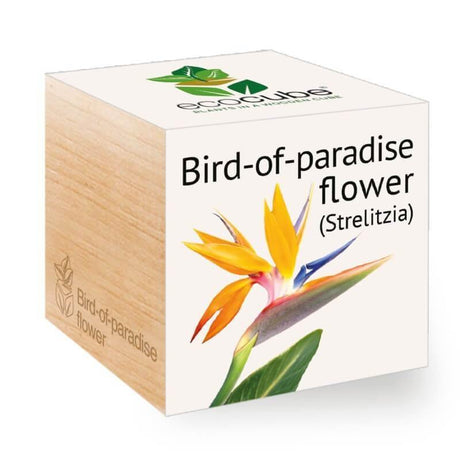 bird-of-paradise-flower-ecocubes-online-in-dubai-uae