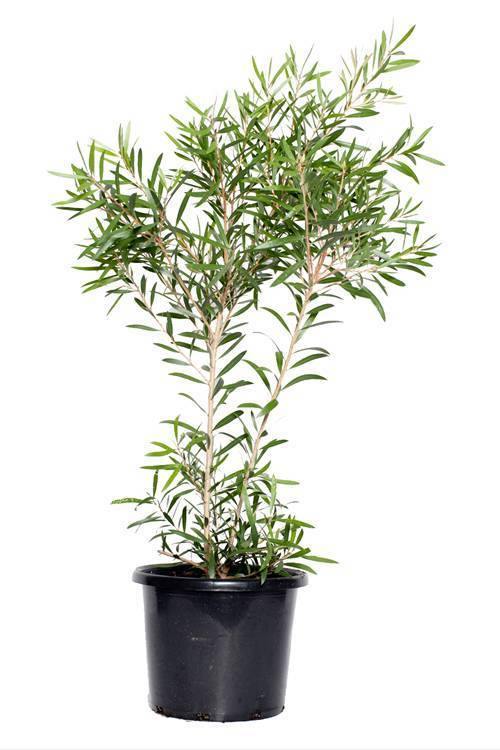 Bottle Brush Callistemon Viminalis outdoor flowering plant with red blooms – Buy online at Plantsworld.ae